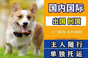 文山州宠物托运公司文山州宠物托运公司文山州宠物托运公司